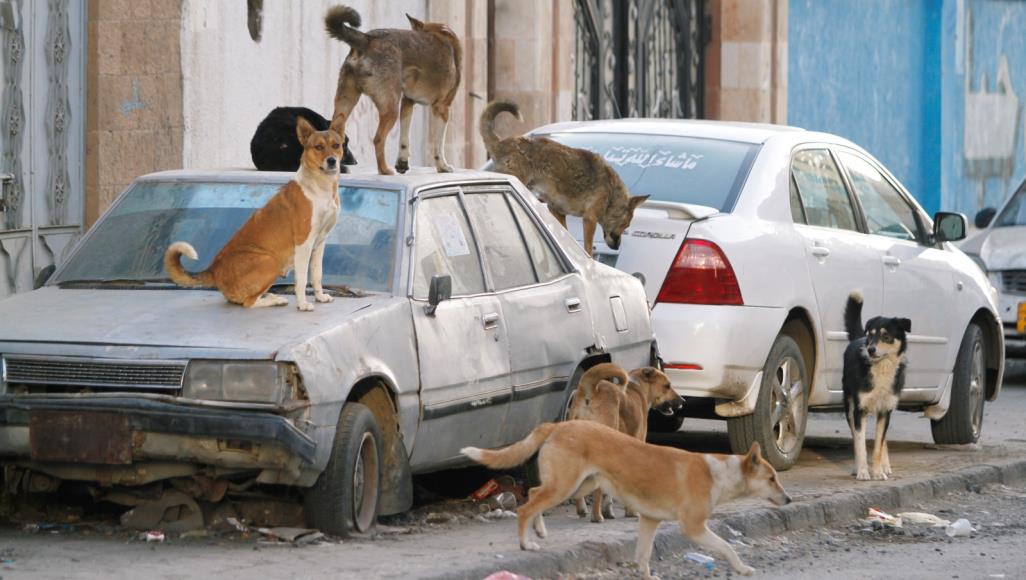 الكلاب تحتل العاصمة صنعاء (تقرير)