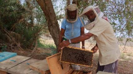العسل اليمني يعاني الكساد بسبب الحرب