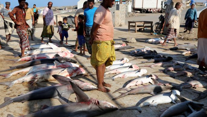 اليمن يوقف تصدير الأسماك بسبب ندرة المعروض