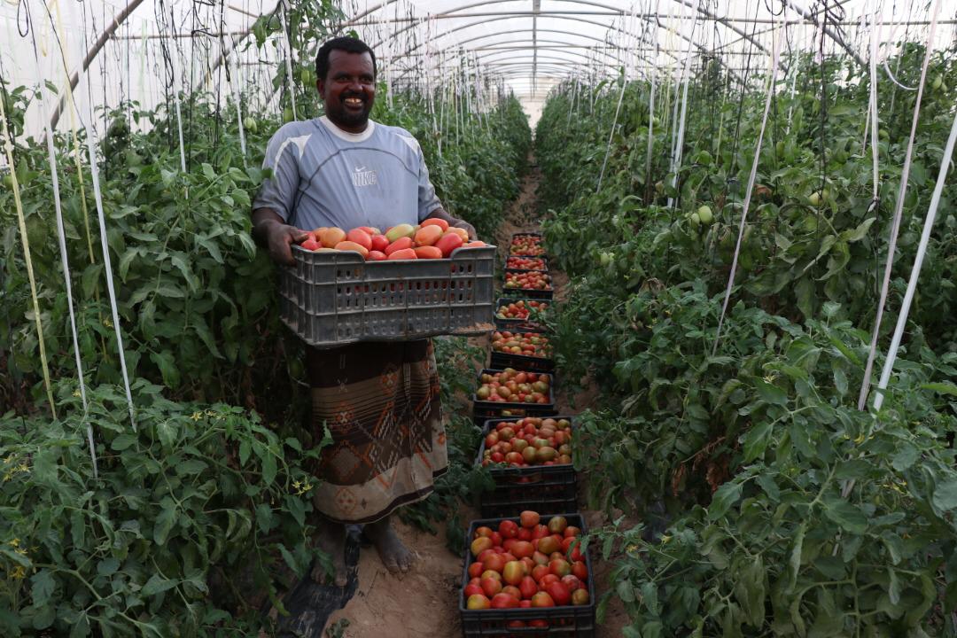 «18 مليون يورو» منحة مالية ألمانية لدعم مشاريع الزراعة باليمن.