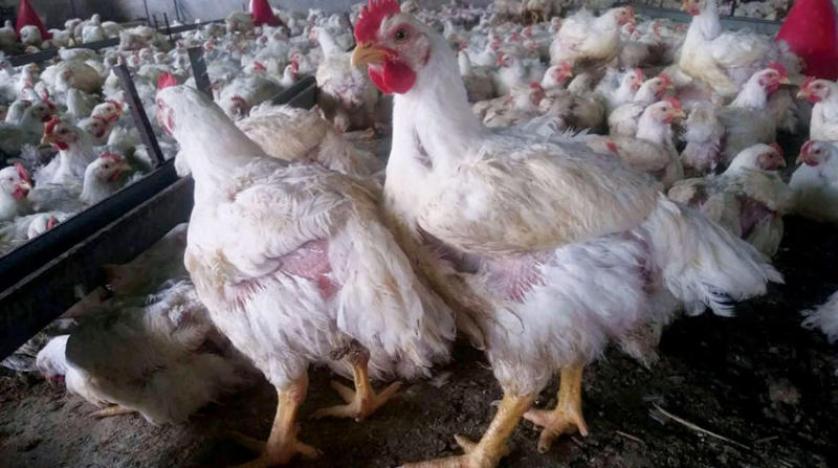 جبايات مليشيا الحوثي ترفع أسعار الدجاج بنسبة 30 %
