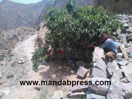 الحوثيون يفجرون مسجداً ومنزلين في القبيطة وتحليق للطيران 