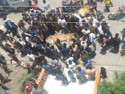 بالصور.. المواطنون يقتلون "أسد" كان قد فر من حديقة الحيوانات في إب 