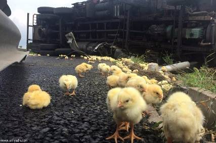 بالصور : انقلاب شاحنة تحمل عشرة آلاف فرخ دجاج في الصين