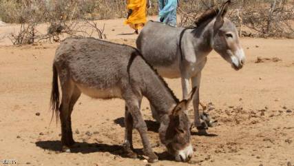حل لغز جريمة قتل بالسودان "مرتكبها حمار"